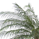 Ramo Artificiale Phoenix Palm a 2 Diramazioni con Vaso H 230 cm