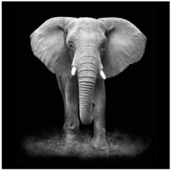 Pannello Radiante Elettrico Quadro Termico 60x60cm 450W Vannini Elefante acquista