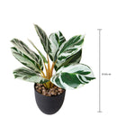 Set 2 Piante Artificiali Maranta 11 Foglie in Vasi 36 cm