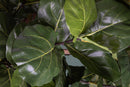 Ficus Lyrata Artificiale Altezza 180 cm Verde