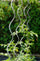 Set 10 Sostegni Tutori a Spirale per Piante Pomodori 150 cm in Acciaio Agrati