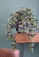 Set 2 Edera Artificiale English Ivy con 129 Foglie Altezza 68 cm Verde