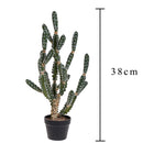 Pianta Artificiale Cactus Euphorbia con Vaso H 106 cm