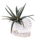 Set 2 Vasi Conchiglia con Base Ø 20 H 14 cm 