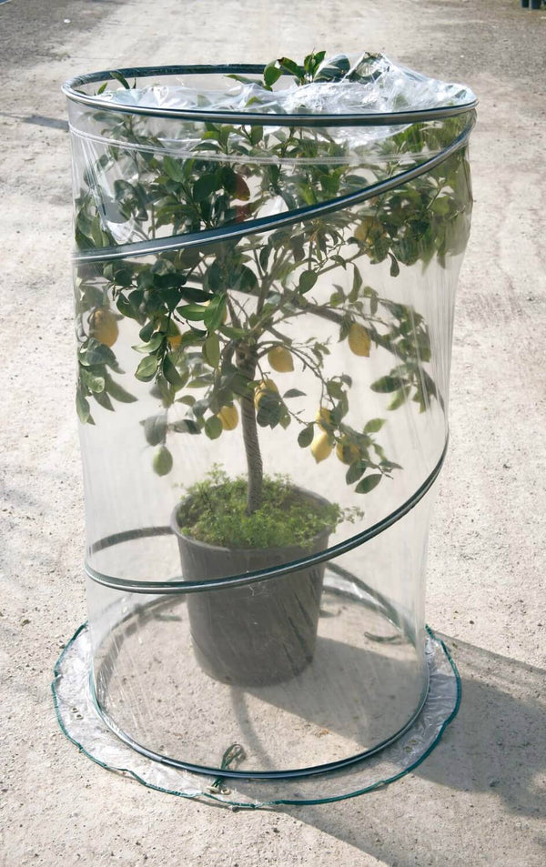 Serra da Giardino con Sistema Pop-Up Ø90cm Rama Citrus Verde acquista