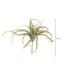 Set 4 Foglie Artificiali Tillandsia per 21 25 cm 