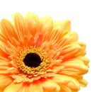 Set 12 Fiori Artificiali di Gerbera Altezza 63 cm Giallo