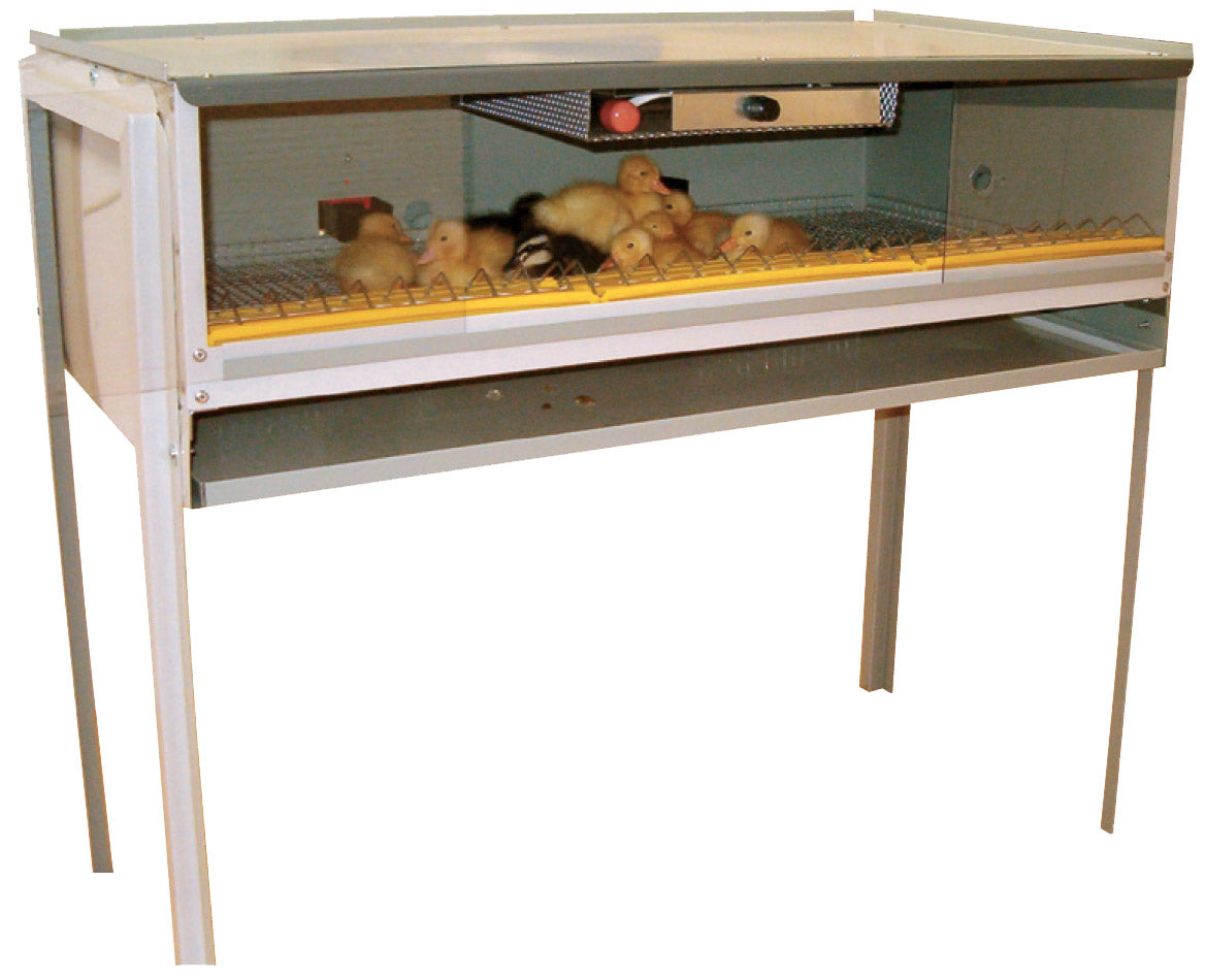 Gabbia Calda Allevatrice...