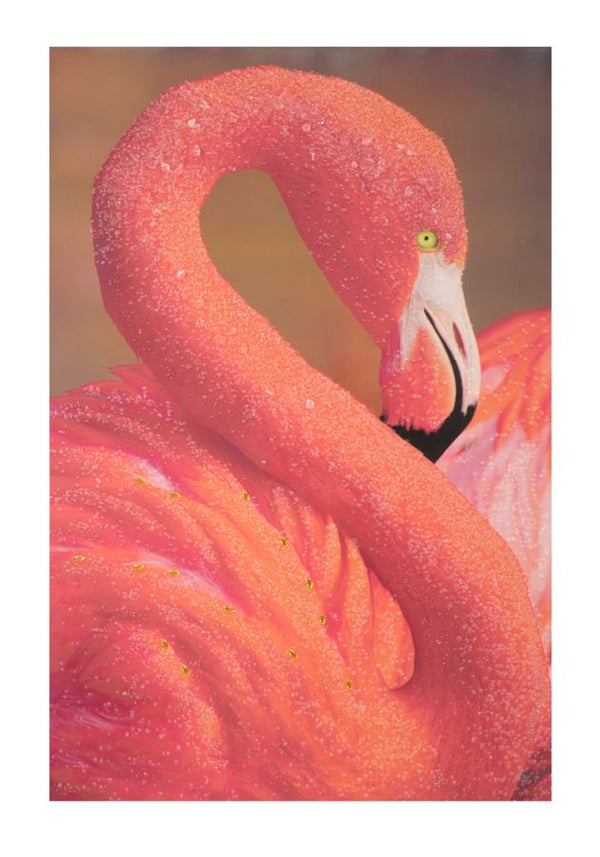 online Stampa su Tela con Applicazioni Flamingo 80x3,8x120 cm in Legno e canvas