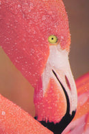 Stampa su Tela con Applicazioni Flamingo 80x3,8x120 cm in Legno e canvas-2