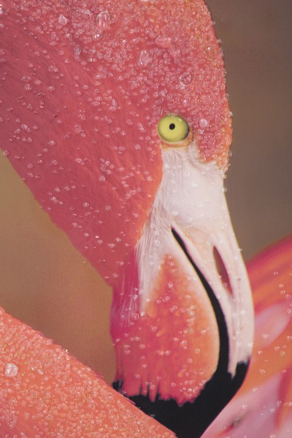 Stampa su Tela con Applicazioni Flamingo 80x3,8x120 cm in Legno e canvas-2