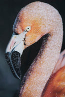 Stampa su Tela con Applicazioni Flamingo 120x3,8x80 cm in Legno e canvas-2