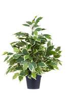 Ficus Artificiale con Vaso Altezza 55 cm Verde-1