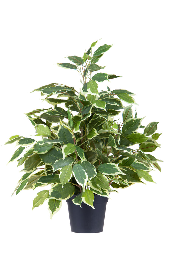 online Ficus Artificiale con Vaso Altezza 55 cm Verde