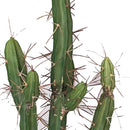 Pianta di Cactus Artificiale con Vaso Altezza 61 cm Verde-3