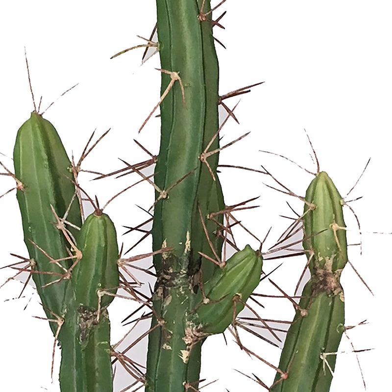 Pianta di Cactus Artificiale con Vaso Altezza 61 cm Verde-3