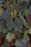 Pianta Artificiale di Vite con Frutti, in Vaso Altezza 120 cm Verde-5