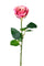 Set 8 Rose Artificiali Semi Aperta Altezza 37 cm Rosa