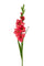 Set 8 Fiori Artificiali di Gladiolo Mini Altezza 74 cm Rosso