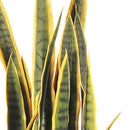Sanseveria Artificiale con 25 Foglie in Vaso Altezza 92 cm Verde-3