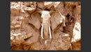 Fotomurale - Stone Elephant South Africa 300X210 cm Carta da Parato Erroi-2