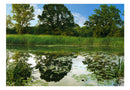 Carta da Parati Fotomurale - The Magic Pond 100x70 cm Erroi-2