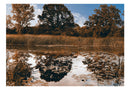 Carta da Parati Fotomurale - Autumn Reeds 100x70 cm Erroi-2