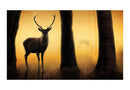 Carta da Parati Fotomurale - Deer in His Natural Habitat 450x270 cm Erroi-2
