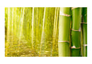Carta da Parati Fotomurale - Ambiente Esotico con Bambù 450x270 cm Erroi-2