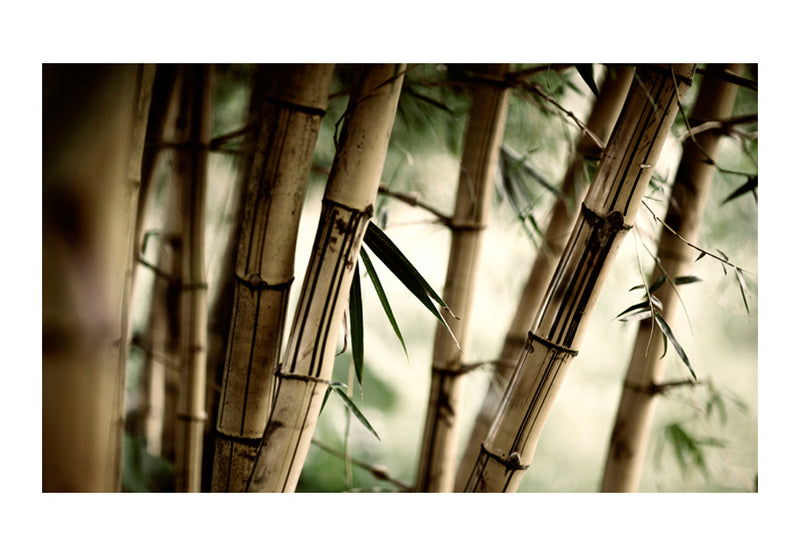 Carta da Parati Fotomurale - Fog And Bamboo Forest 450x270 cm Erroi-2