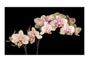 Carta da Parati Fotomurale - Orchidea in Fiore 450x270 cm Erroi-2
