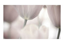 Carta da Parati Fotomurale - Tulips Fine Art - Black And White 450x270 cm Erroi-2