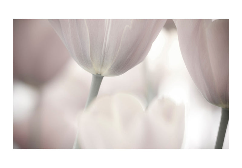 Carta da Parati Fotomurale - Tulips Fine Art - Black And White 450x270 cm Erroi-2