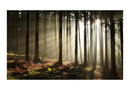 Carta Da Parati Fotomurale - Foresta Di Conifere Al Mattino 450x270cm Erroi-2