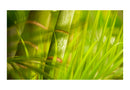 Carta da Parati Fotomurale - Bambù - Natura Zen 450x270 cm Erroi-2