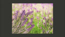 Fotomurale - Giardini di Lavanda 350X270 cm Carta da Parato Erroi-2