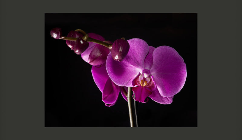 Fotomurale - Elegante Orchidea 350X270 cm Carta da Parato Erroi-2