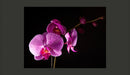 Fotomurale - di Buon Gusto Orchidea 350X270 cm Carta da Parato Erroi-2