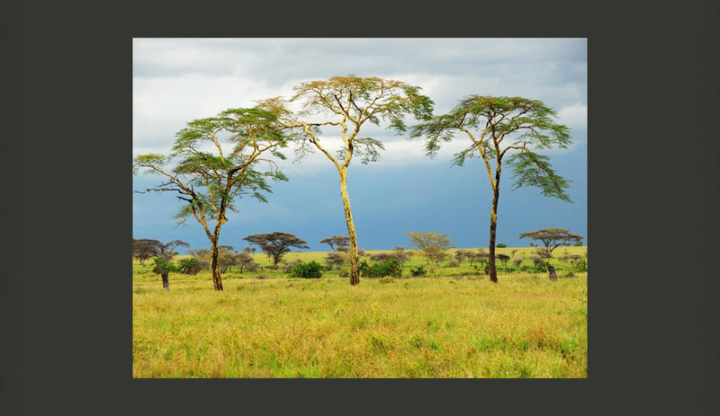 Fotomurale - Savanna Trees 200X154 cm Carta da Parato Erroi-2