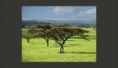 Fotomurale - Alberi Africani 200X154 cm Carta da Parato Erroi-2
