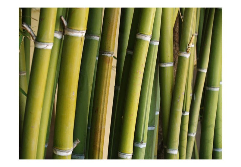 Carta da Parati Fotomurale - Decorazione Zen - Bambù 200x154 cm Erroi-2