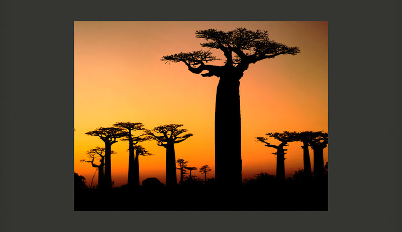 Fotomurale - Baobab Africani 200X154 cm Carta da Parato Erroi-2