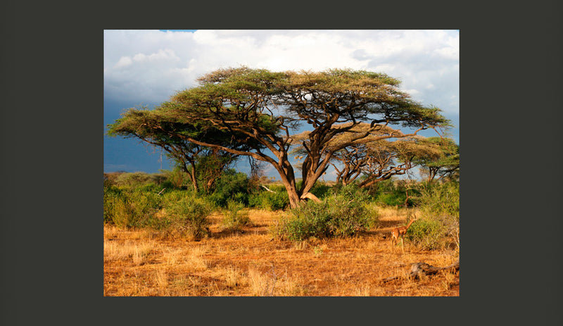 Fotomurale - Riserva Nazionale Samburu, Kenya 200X154 cm Carta da Parato Erroi-2