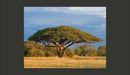 Fotomurale - Acacia Africana - Parco Nazionale Hwange, Zimbabwe 200X154 cm Carta da Parato Erroi-2