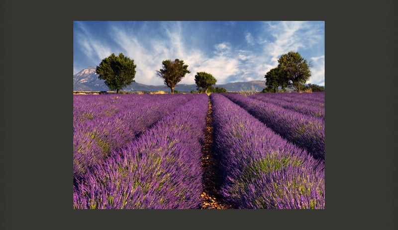 Fotomurale - Lavender Field in Provence, France 200X154 cm Carta da Parato Erroi-2