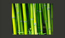 Fotomurale - Bambù 200X154 cm Carta da Parato Erroi-2