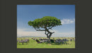Fotomurale - Africa: Zebre All'Ombra di Un Albero 200X154 cm Carta da Parato Erroi-2