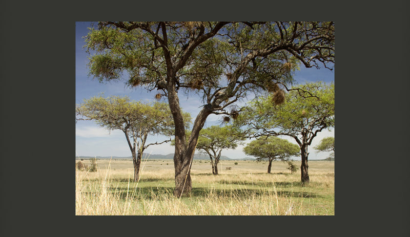 Fotomurale - Alberi D'Acacia - Parco Nazionale Del Serengeti, Africa 200X154 cm Carta da Parato Erroi-2