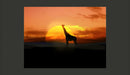 Fotomurale - Giraffa Sullo Sfondo Del Sole Che Tramonta 200X154 cm Carta da Parato Erroi-2