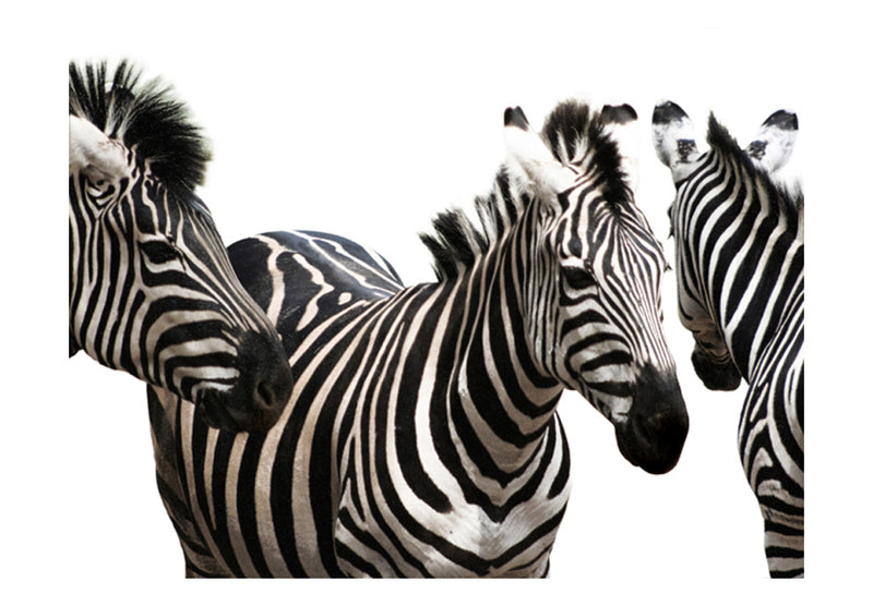 Carta da Parati Fotomurale - Three Zebras 200x154 cm Erroi-2